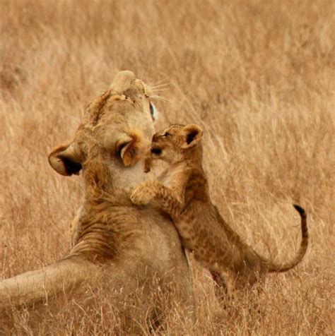 Lion cubs - All the important facts you should know