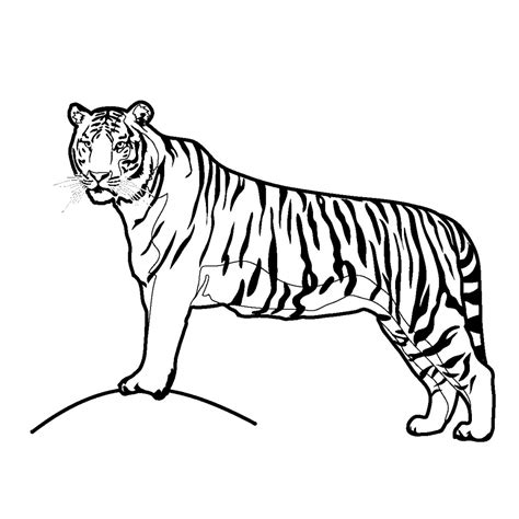 Tiger Step By Step Drawing at GetDrawings | Free download