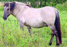 15 Russian Tarpan Horse ideas | breeds, horses, species