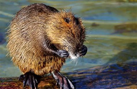 Nutria - Description, Habitat, Image, Diet, and Interesting Facts