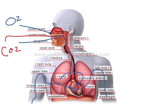 Circulatory Respiratory System Brickmanfoldable 3d Model Printable - Bank2home.com