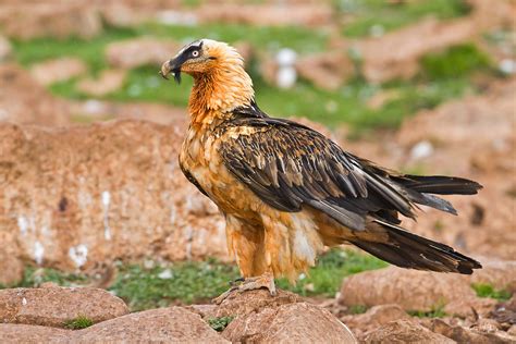 PETER'S PORTFOLIO..............Bird & Wildlife Photography: Lammergeier