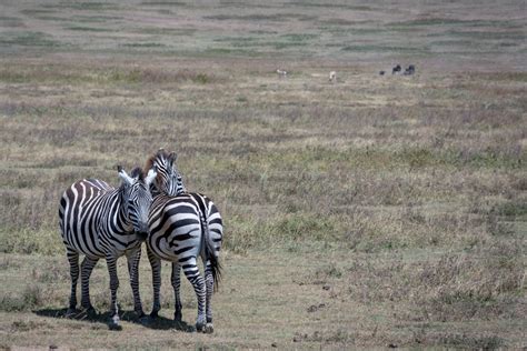 Photography of a Zebra Running · Free Stock Photo