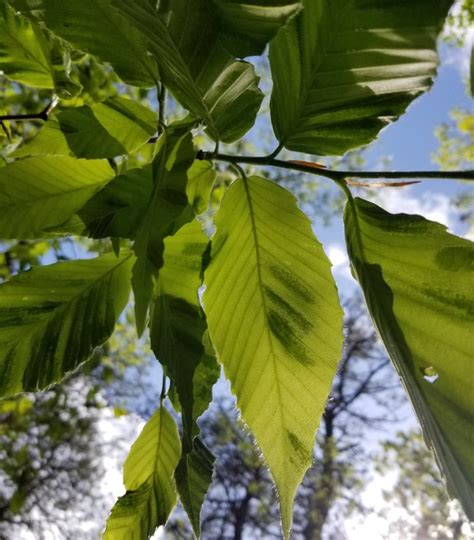 Beech Leaf Disease - Barnstable County