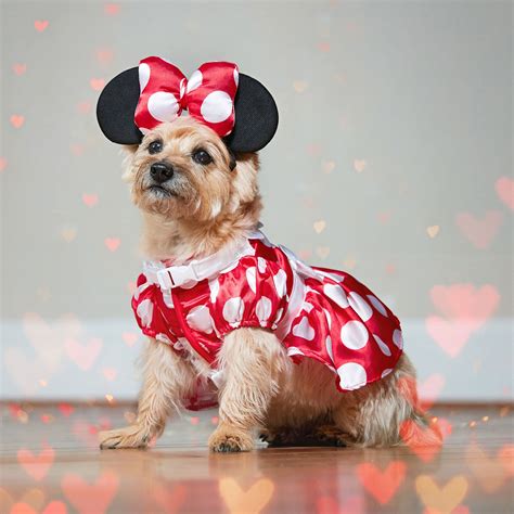 The Best Disney Dog Costumes for a Magical Halloween | BeChewy