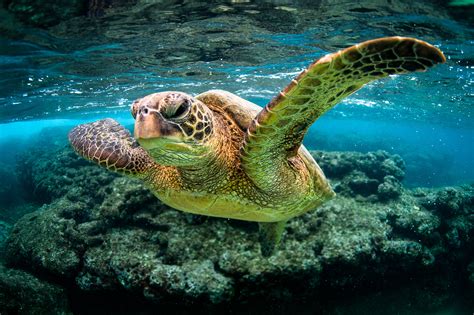 green turtle kauai hawaii | George Karbus Photography