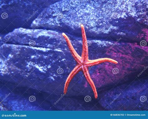 Pink Sea Star stock photo. Image of animal, baby, pink - 66836702