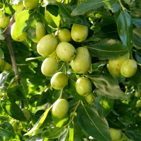 Buy Ber - Apple Ber Green fruit Plant (Grafted) online at plantsguru.com