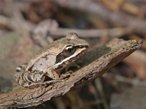 Adaptations Of A Frog - Behavioral, Structural & Physiological - Zooologist