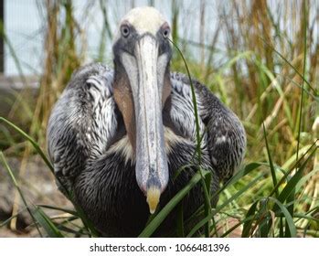 Close Beak Brown Pelican Stock Photo 1066481396 | Shutterstock