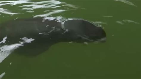 Baby Dolphin Nursed Back To Health - Videos from The Weather Channel