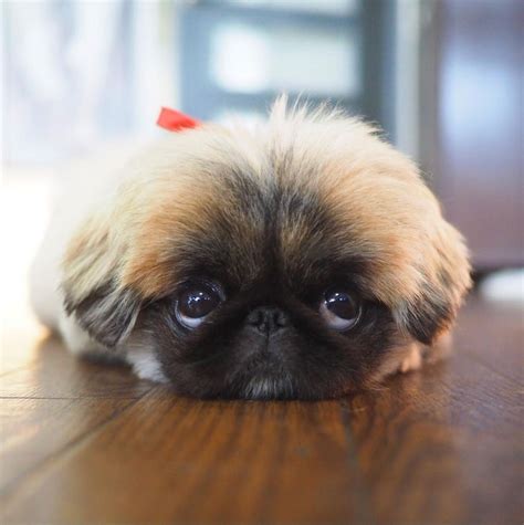 Pin on Pekingese puppies