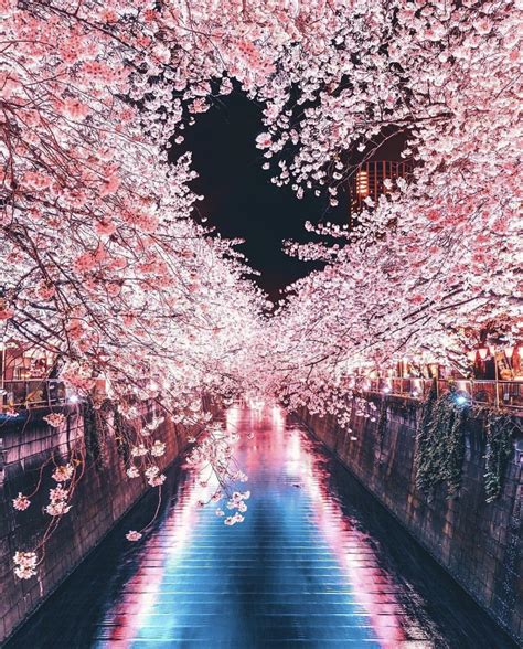 Amazing Cherry Blossoms in Japan : r/BeAmazed