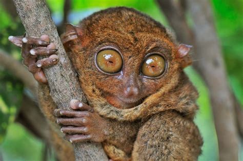 Philippine Tarsier Habitat