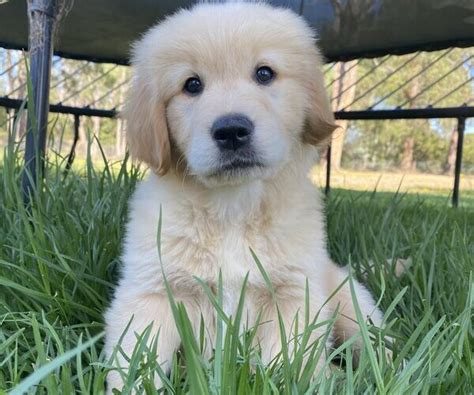 Golden Retriever Puppies for Sale Melbourne, VIC | K9 Breeders