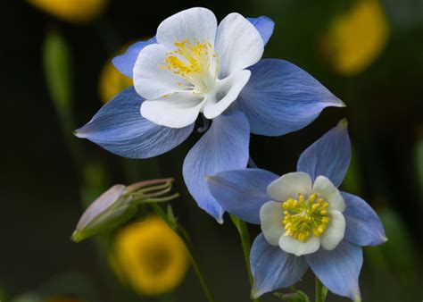 20 Stunning Aquilegia Varieties to Upgrade Your Garden Design - TheArches