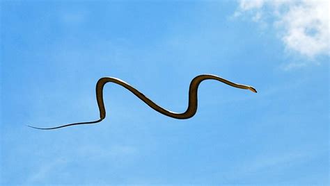 🔥 Chrysopelea, The Flying snake of Southeast Asia 🔥 : r/NatureIsFuckingLit