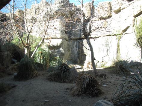 Mountain Lion Habitat - ZooChat