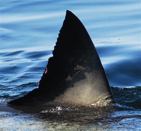 Monterey Bay Aquarium — How do you FIN-gerprint a Great White Shark? To...