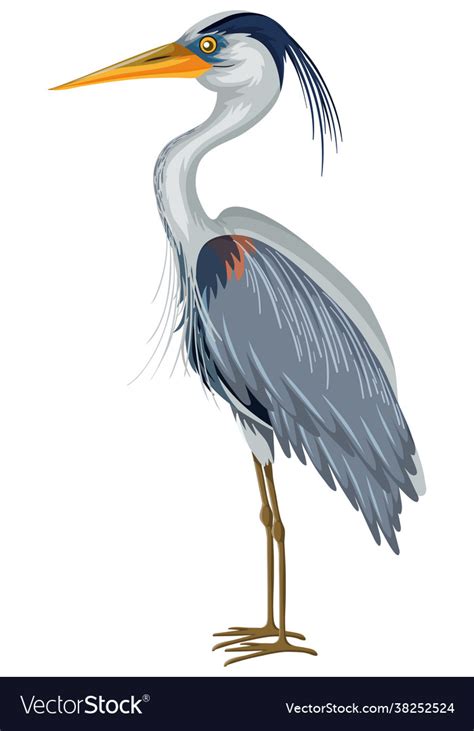 Great blue heron in cartoon style on white Vector Image