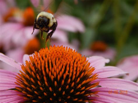 Pollinator Plants