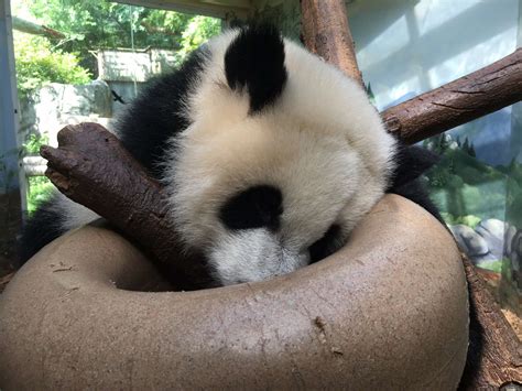 Panda Updates - Monday, July 17 - Zoo Atlanta