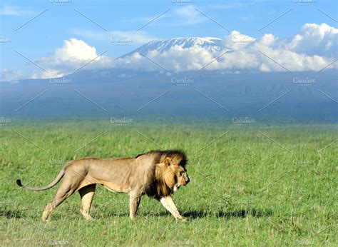 Lion on kilimanjaro background stock photo containing front and dark ...