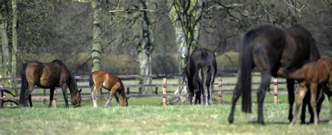 Breeders' Digest: Foal development insights - The Owner Breeder