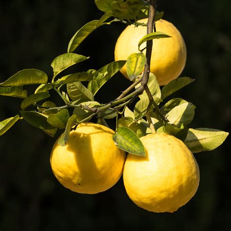 Ponderosa Lemon Tree Height 10 18 IN At LemonFire.com