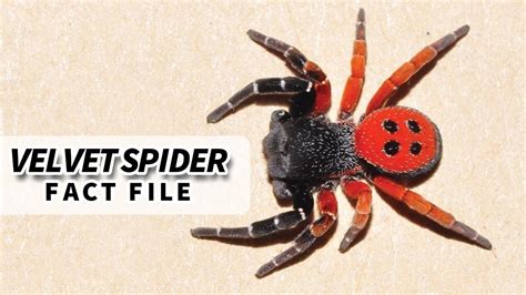 Velvet Spider facts: the SOFTEST looking spider 🕷️ Animal Fact Files - YouTube