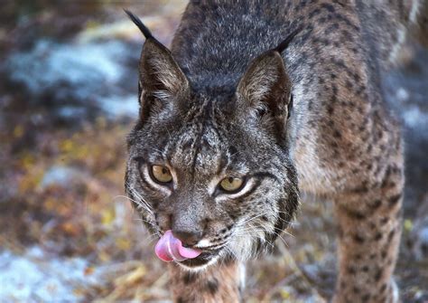 The link between Iberian lynxes and Iberian pears | Popular Science