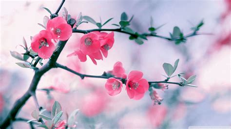 Download Pink Flower, spring, blossom, flowers, 1920x1080 wallpaper ...