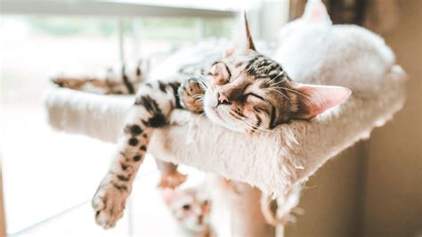 6 cat sleep positions: What they tell you about your kitty | PetsRadar