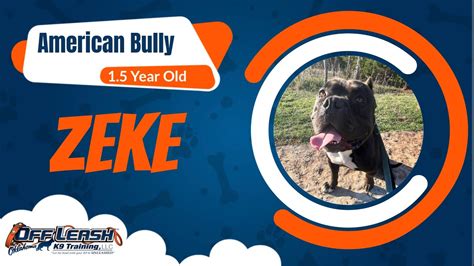 1.5 Year Old American Bully | Dog Training | Off Leash K9 | Board & Train | Oklahoma - YouTube