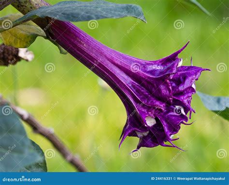 Datura Flower Stock Image - Image: 24416331