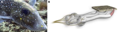 Anatomy of Ampullae of Lorenzini (AoL) (A) An image showing a type of... | Download Scientific ...
