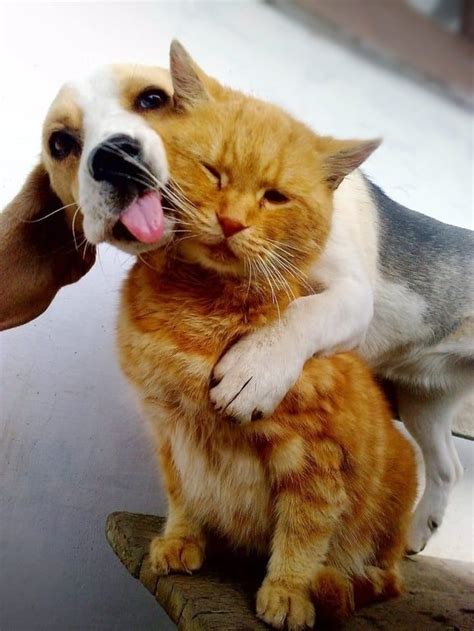 The 25 Cutest Animal Kisses Animals Kissing, Animals And Pets, Baby ...