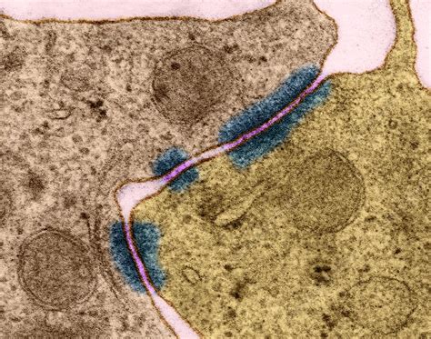 Epithelial cell Zonula adherens, TEM - Stock Image - C031/9714 - Science Photo Library