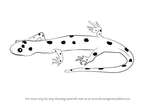 Amphibians Drawings