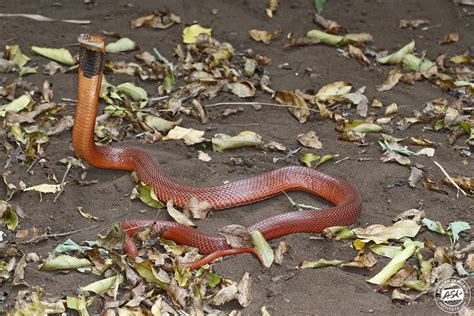 Red Spitting Cobra - African Snakebite Institute