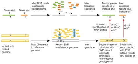 A closer look at RNA editing | Nature Biotechnology