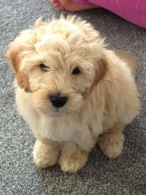 12 Reasons Why You Should Never Own Labradoodles