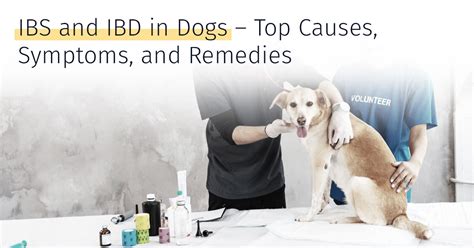 What Is The Treatment For Ibd In Dogs