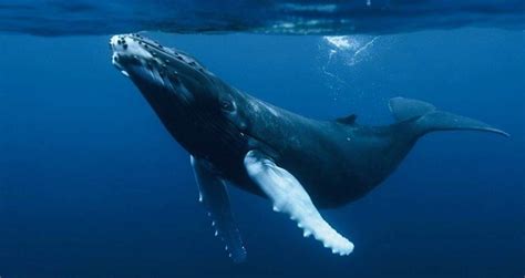 Humpback Whales: Characteristics, customs and much more