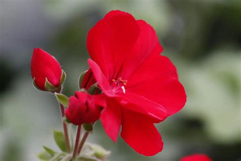 Geranium Flower: Meaning, Symbolism, and Colors | Pansy Maiden