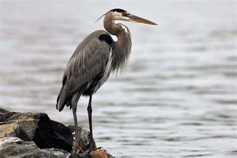 Ardea Herodias Great Blue Heron - Free photo on Pixabay - Pixabay