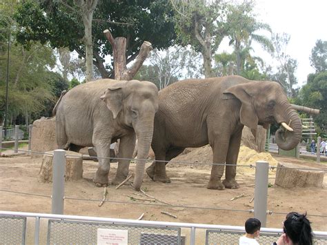 File:Elephants at San Diego Zoo.jpg