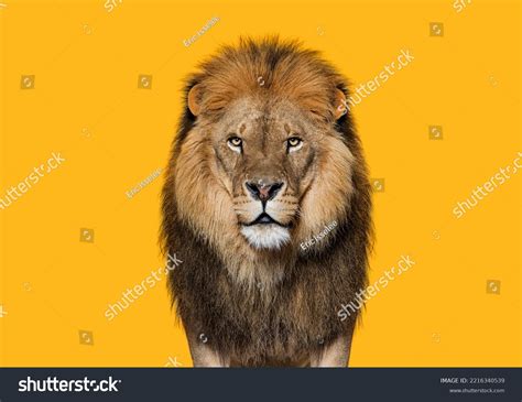 9,578 King Lion Isolated Colorful Images, Stock Photos & Vectors | Shutterstock