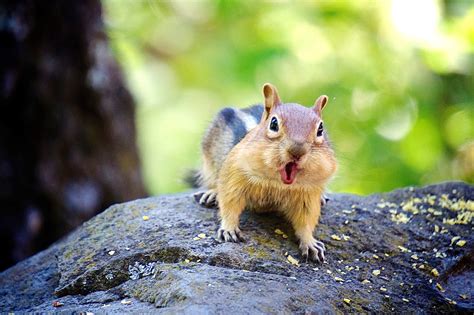 Interesting facts about ground squirrels | Welcome Wildlife