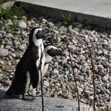 Toronto Zoo Penguins / PENGUINS AT THE TORONTO ZOO - YouTube : The ...